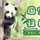 4只旅日大熊猫回国,国宝大熊猫回国了吗？