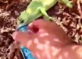 被大猩猩反向投喂,章丘野生动物园有变色龙吗？
