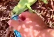 被大猩猩反向投喂,章丘野生动物园有变色龙吗？