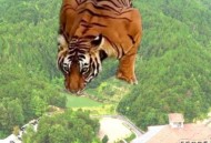 老虎咬水管玩成瀑布,老虎咬水管玩成瀑布的视频