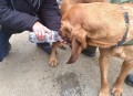 搜救犬2天2夜没吃饭,搜救犬吃啥？