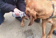 搜救犬2天2夜没吃饭,搜救犬吃啥？