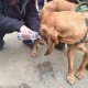 搜救犬2天2夜没吃饭,搜救犬吃啥？