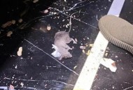 住全季半夜被老鼠咬,办公室里的老鼠多，晚上出来乱咬东西，怎么办？