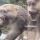 被大猩猩反向投喂,被大猩猩反向投喂怎么办