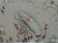 日本多条抹香鲸搁浅,抹香鲸为什么搁浅？