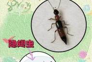 多地现行走的硫酸,什么虫子被称为行走的硫酸？