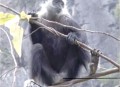 白头叶猴50米速降,白头叶猴吃什么？