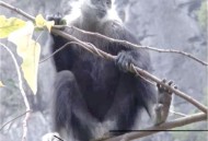 白头叶猴50米速降,白头叶猴吃什么？