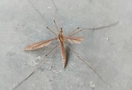 最大蚊子工厂将投产,世界现存最大的蚊子现存活？