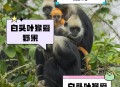白头叶猴50米速降,白头叶猴温顺吗？