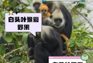 白头叶猴50米速降,白头叶猴温顺吗？