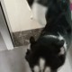 男童被犬只撕咬下体,我家小公狗看见小母狗就上，但母狗主人又不允许它乱来，觉得它好可怜！有什么好主意？