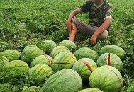 美代表散布中国谎言,平湖警方通报“瓜农万斤西瓜被偷”：3人伙同亲朋偷瓜，散播谎言吸引多人作案，已被拘留，赔偿瓜农1万8，你怎么看？