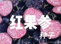 大理上空现大量蜘蛛,红果参的育苗和栽培方法？