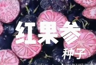 大理上空现大量蜘蛛,红果参的育苗和栽培方法？
