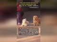 解除禁养中华田园犬,中华田园犬被列入禁养名单了吗？