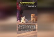 解除禁养中华田园犬,中华田园犬被列入禁养名单了吗？