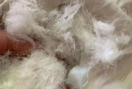 1650元羽绒服用飞丝,羽绒飞丝价格是多少