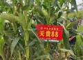 育补发放超2400万人,玉米品种哪个好？