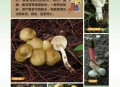 一家6口吃蘑菇中毒,所有蘑菇都有毒吗