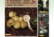 一家6口吃蘑菇中毒,所有蘑菇都有毒吗