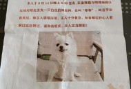 2岁女童失踪超10天,狗狗失踪两个月还能找回来吗？