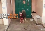 被狗绊倒刺死老太,德阳七旬老太被狗咬死狗主人不认，警察给狗验DNA锁真凶, 你怎么看？