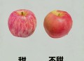 这几种水果买就后悔,阿拉斯加不能吃那些水果？