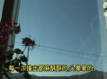 小鸟频撞死在玻璃墙,鸟撞玻璃上一般几个小时会死？