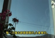 小鸟频撞死在玻璃墙,鸟撞玻璃上一般几个小时会死？