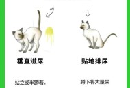 男孩尿到女生衣服上,衣物被猫咪尿上了怎么办？