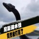 尼斯湖水怪再被拍到,尼斯湖水怪真的有存在吗？