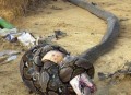 男童咬死眼镜蛇生还,男子咬死一条眼镜蛇
