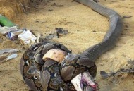 男童咬死眼镜蛇生还,男子咬死一条眼镜蛇