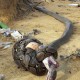 男童咬死眼镜蛇生还,男子咬死一条眼镜蛇
