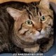主人欠钱猫被拍卖,交易猫拍卖是什么意思？