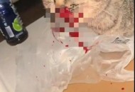查处一屠宰猫只窝点,屠宰场杀猫