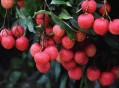 少年贪食荔枝致昏迷,少年贪吃