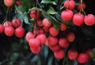 少年贪食荔枝致昏迷,少年贪吃