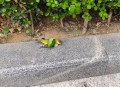 鸟撞玻璃事故频发,小鸟每天来撞玻璃是怎么回事？