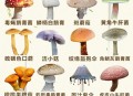 一家6口吃蘑菇中毒,吃蘑菇中毒的症状是什么？