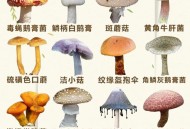 一家6口吃蘑菇中毒,吃蘑菇中毒的症状是什么？