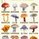 一家6口吃蘑菇中毒,吃蘑菇中毒的症状是什么？