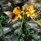 天降花盆砸路人脚边,哪些彼岸花可以养？