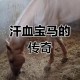 9万买汗血宝马死亡,一匹汗血宝马，要多少钱？