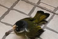 小鸟频撞死在玻璃墙,一只鸟撞死在你面前，说明了什么？