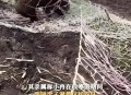 撞死闯国道野猪全责,红山动物园野猪司机为什么全责？