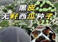 黑皮西瓜一只3.4万,黑皮西瓜一只3.4万斤