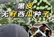 黑皮西瓜一只3.4万,黑皮西瓜一只3.4万斤